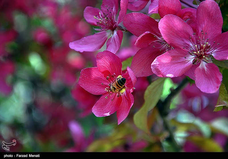 بهار کرمانشاه