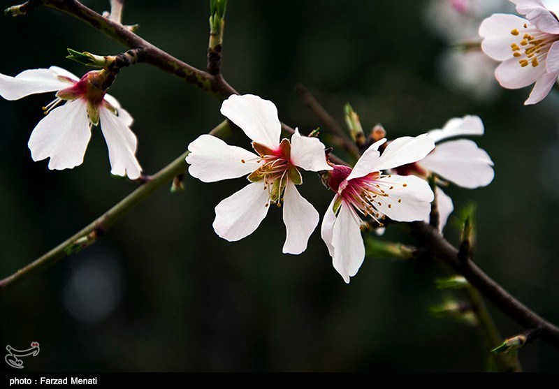 بهار کرمانشاه