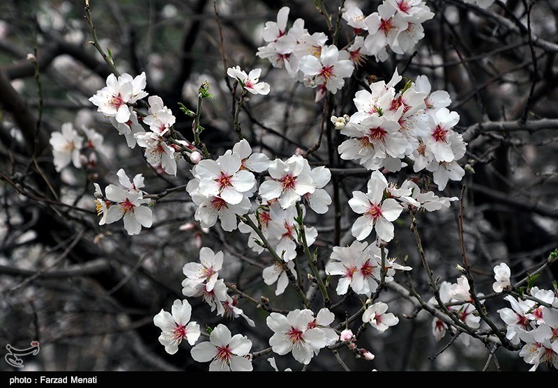 بهار کرمانشاه