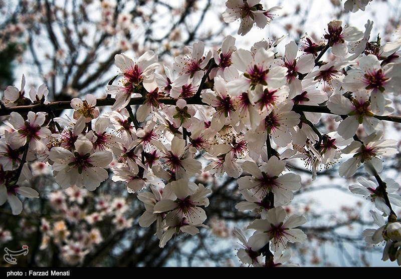 بهار کرمانشاه