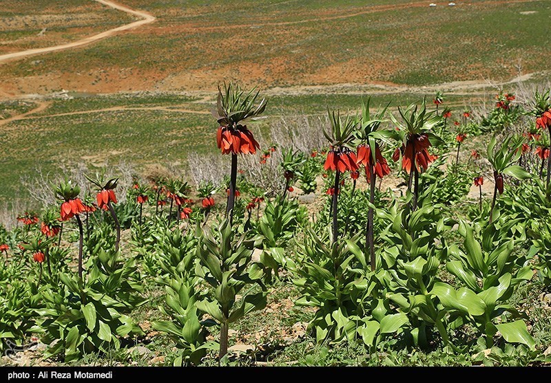 طبیعت چهارمحال و بختیاری
