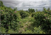 گلاب گیری در میمند - فارس
