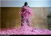 گلاب گیری در میمند - فارس