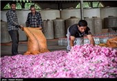 گلاب گیری در میمند - فارس