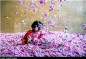 گلاب گیری در میمند - فارس