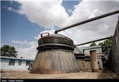 گلاب گیری در میمند - فارس