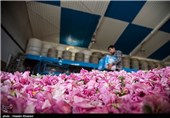 گلاب گیری در میمند - فارس