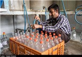 گلاب گیری در میمند - فارس