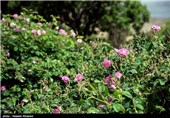 گلاب گیری در میمند - فارس