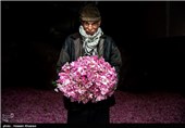 گلاب گیری در میمند - فارس