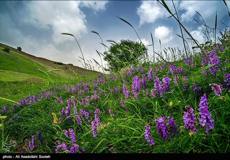 طبیعت  بهاری گیلان