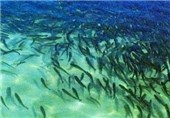 آغاز رهاسازی بچه‌ماهیان بومی در منابع آبی خوزستان
