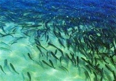 توجه ویژه دولت به اقتصاد دریامحور/ خاویار ایران دوباره احیا می‌شود