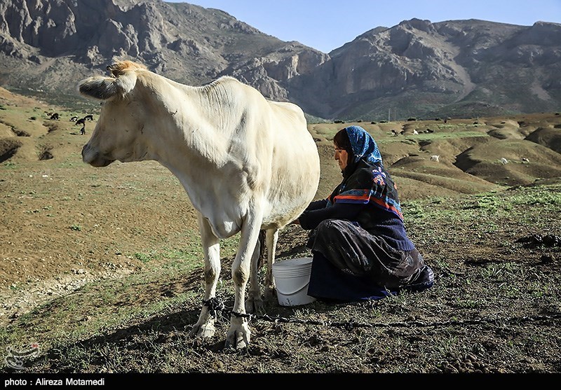 کوچ عشایر چهارمحال و بختیاری