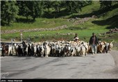 عشایر و طبیعت در چهارمحال و بختیاری؛ زندگی در هماهنگی با فصل‌ها +تصویر