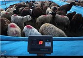 اعلام آدرس جایگاه‌های بهداشتی عرضه دام تهران