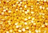 مدینة البقولیات الإیرانیة الأولى.. آذرشهر تطلق مشروعاً لتعزیز الصادرات