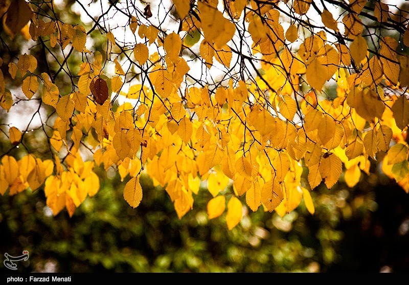 پائیز در کرمانشاه