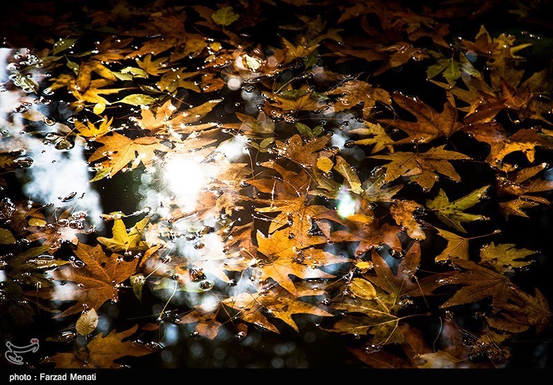 پائیز در کرمانشاه