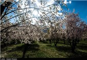 Iran’s Beauties in Photos: Early Spring in Shiraz 