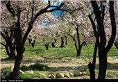 Iran’s Beauties in Photos: Early Spring in Shiraz 