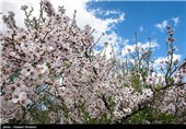 Iran’s Beauties in Photos: Early Spring in Shiraz 
