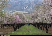 Iran’s Beauties in Photos: Early Spring in Shiraz 