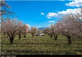 Iran’s Beauties in Photos: Early Spring in Shiraz 