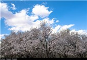 Iran’s Beauties in Photos: Early Spring in Shiraz 