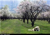 Iran’s Beauties in Photos: Early Spring in Shiraz 