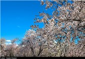 Iran’s Beauties in Photos: Early Spring in Shiraz 