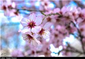 Iran’s Beauties in Photos: Early Spring in Shiraz 