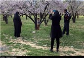 Iran’s Beauties in Photos: Early Spring in Shiraz 