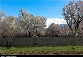 Iran’s Beauties in Photos: Early Spring in Shiraz 