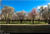 Iran’s Beauties in Photos: Early Spring in Shiraz 