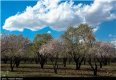 Iran’s Beauties in Photos: Early Spring in Shiraz 