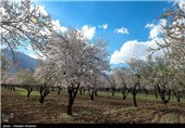 Iran’s Beauties in Photos: Early Spring in Shiraz 