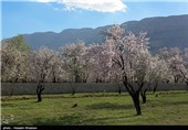 Iran’s Beauties in Photos: Early Spring in Shiraz 