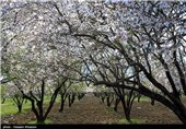 Iran’s Beauties in Photos: Early Spring in Shiraz 