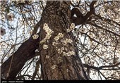 Iran’s Beauties in Photos: Early Spring in Shiraz 