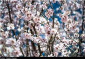 Iran’s Beauties in Photos: Early Spring in Shiraz 