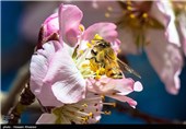Iran’s Beauties in Photos: Early Spring in Shiraz 