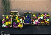 Iran’s Beauties in Photos: Early Spring in Shiraz 