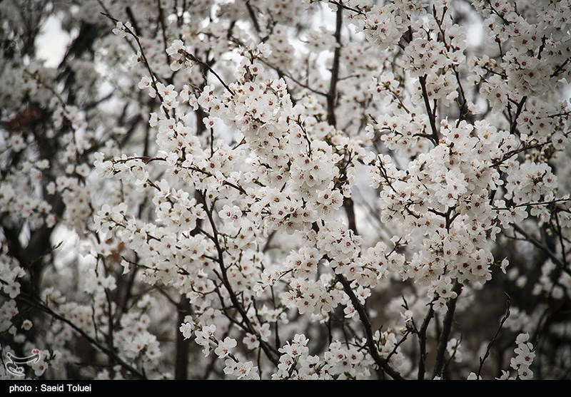 طبیعت بهاری خراسان شمالی