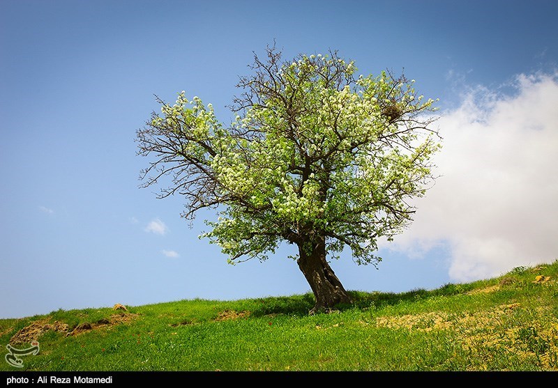 شکوفه های بهاری شهرکرد