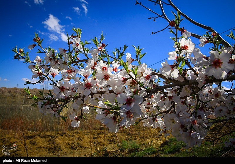 شکوفه های بهاری شهرکرد