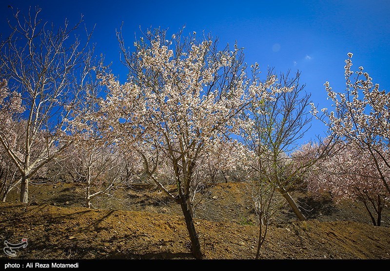 شکوفه های بهاری شهرکرد