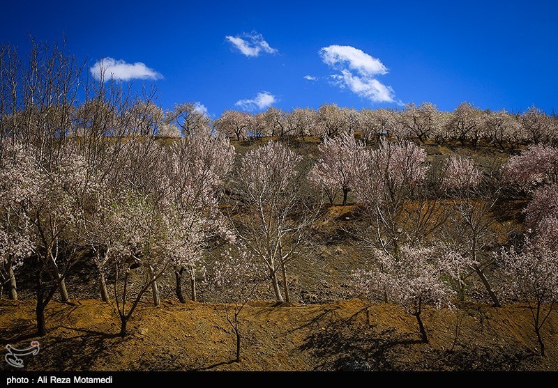 شکوفه های بهاری شهرکرد