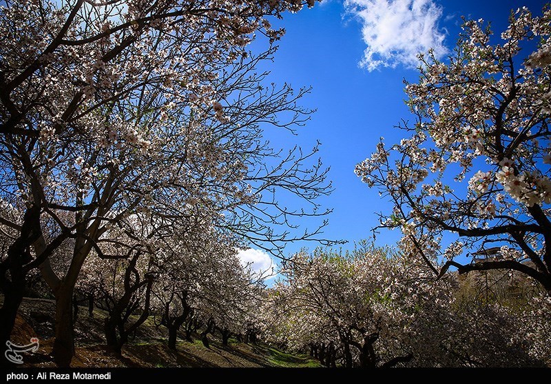 شکوفه های بهاری شهرکرد