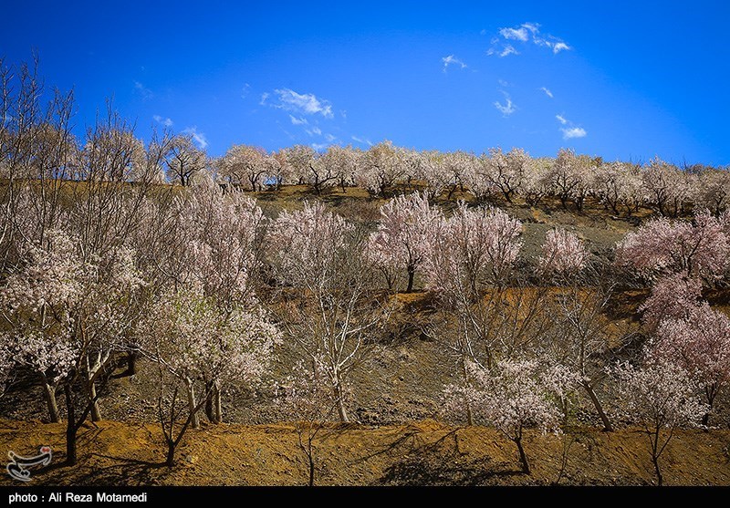 شکوفه های بهاری شهرکرد